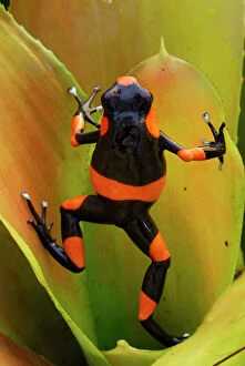 MAR-106 Red-banded Poison Arrow / Dart Frog on bromeliad