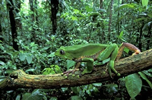 MAR-612 Giant Leaf Frog / Giant Waxy Monkey Frog