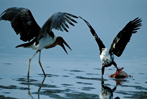 Marabou Stork & Eagle fighting over fish Marabou Stork & Eagle fighting over fish