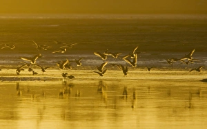 Marbled Godwits - coming in to feed, at sunset Marbled Godwits - coming in to feed, at sunset