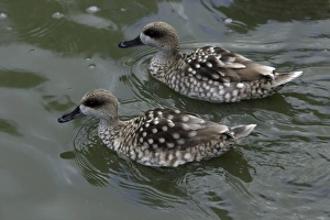 Marbled Teal - pair swimming on lake Marbled Teal - pair swimming on lake