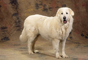 Maremma Sheepdog Maremma Sheepdog