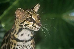 Margay / Tree Ocelot Margay / Tree Ocelot