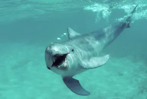 Dolphins And Whale Prints: Bottlenose Dolphin Underwater Print, Caribbean Waters off Roatan Island