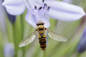Marmalade Hoverfly - on Agapanthus Flower Episyrphus balteatus Essex, UK IN001143 Date: 15-Jul-19 Marmalade Hoverfly - on Agapanthus Flower Episyrphus balteatus Essex, UK IN001143 Date: 15-Jul-19