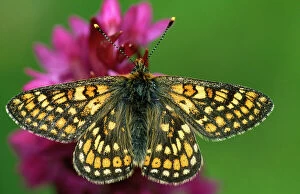 Images Dated 25th August 2009: Marsh Fritillary Butterfly - on early marsh orchid