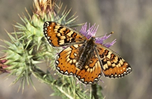 Marsh Fritillary Butterfly - Spain Marsh Fritillary Butterfly - Spain