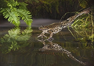 Marsh Frog jumping into misty pond controlled conditions