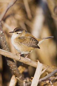 Images Dated 6th May 2004: Marsh Wren - in CT marsh, May