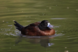 Masked Duck - drake courtship displaying on lake Masked Duck - drake courtship displaying on lake