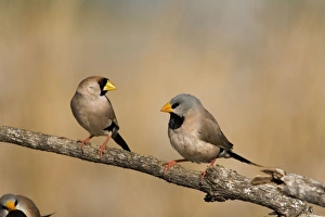 Masked Finch and Long-tailed Finch Masked Finch and Long-tailed Finch