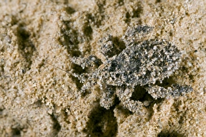 Masked Hunter - Nymph covered in sand Masked Hunter - Nymph covered in sand