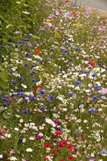 Mass of planted annuals, including cornflowers, poppies etc on roadside verge Mass of planted annuals, including cornflowers, poppies etc on roadside verge