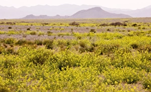 Mass of yellow Brassicas (crucifer) in the Moroccan Sahara Desert, after very wet winter (spring 2009) Mass of yellow Brassicas (crucifer) in the Moroccan Sahara Desert, after very wet winter (spring 2009)