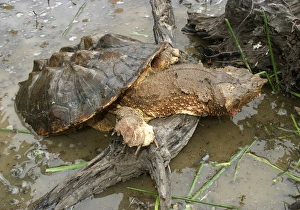 Mata Mata / Matamata Turtle - emerging from water Mata Mata / Matamata Turtle - emerging from water