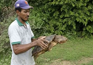 Images Dated 24th April 2004: Mata Mata / Matamata Turtle - being held by man