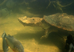 Mata Mata / Matamata Turtle - underwater Mata Mata / Matamata Turtle - underwater