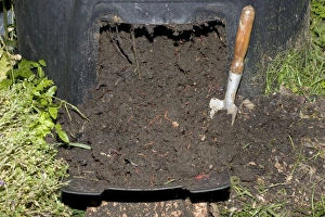 Mature compost full of red worms Mature compost full of red worms