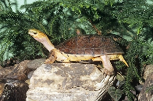 McCords Box Turtle - Mccords box turtle is only known from Chinese markets McCords Box Turtle - Mccords box turtle is only known from Chinese markets
