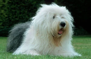 Old English Sheepdog Gallery: ME-1304