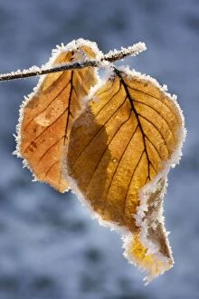 ME-1805 Common Beech - leaf covered in frost