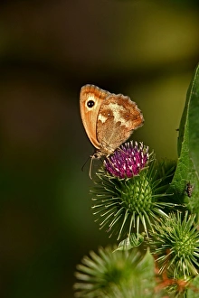 Meadow Brown Butterfly - on thistle Meadow Brown Butterfly - on thistle