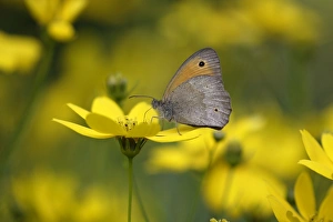 Meadow Brown Butterfly - with wings closed in garden Meadow Brown Butterfly - with wings closed in garden