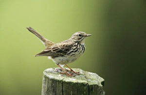 Meadow PIPIT - Perched on post Meadow PIPIT - Perched on post