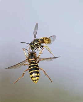 Median Wasp and Common Wasp (Vespula vulgaris) - fighting in flight Median Wasp and Common Wasp (Vespula vulgaris) - fighting in flight