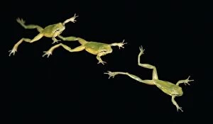 Mediterranean Tree Frog jump movement decomposed