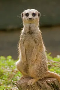 Meerkat Print - Suricata suricata (DOW-417)