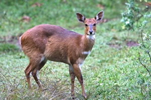 Meneliks Bushbuck. Endemic species Meneliks Bushbuck. Endemic species