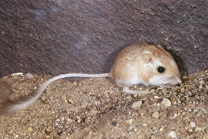 Merriams Kangaroo Rat Merriams Kangaroo Rat