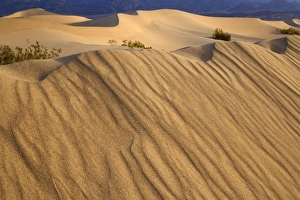 Mesquite Flat Sand Dunes - the sand dunes of Mesquite Flat Dunes in early morning light Mesquite Flat Sand Dunes - the sand dunes of Mesquite Flat Dunes in early morning light