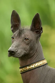 Mexican Hairless Dog - Close up of head Mexican Hairless Dog - Close up of head
