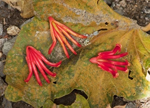 Mexican Hand Tree / Devil's / Monkey's Hand Tree - fallen fruits Mexican Hand Tree / Devil's / Monkey's Hand Tree - fallen fruits