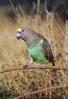 <b class=qtipBold><figcaption>Meyer's Parrot</figcaption></b><br>AP-1398 Meyer's Parrot Poicephalus meyeri Dennis Avon Please note that prints are for personal display purposes only and may not be reproduced in any way.<br><em>© Dennis Avon/ardea.com</em> Meyer's Parrot