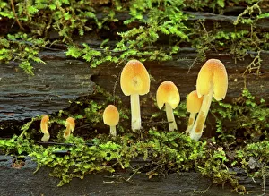 Mica Cap family - fungus of various sizes growing on rotten tree trunk Mica Cap family - fungus of various sizes growing on rotten tree trunk