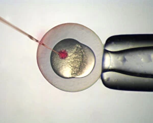 Microinjection of Zebrafish (Danio rerio) embryos