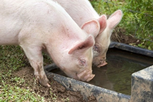 Middle White Cross Pig - piglets drinking from trough Middle White Cross Pig - piglets drinking from trough