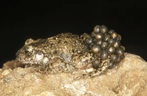 Midwife Toad - carrying eggs