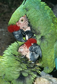 Military Macaw - Mutual preening Military Macaw - Mutual preening