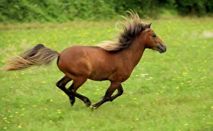 Miniature American Horse - adult cantering Miniature American Horse - adult cantering