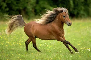 Miniature American Horses - cantering Miniature American Horses - cantering