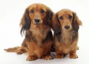 Dachshund Miniature Long Haired Hound Dogs Domestic