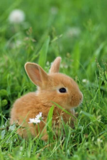 Miniature Rabbit / DWARF RABBIT - s itting in gras s