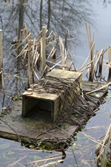 Mink Raft - in water - to monitor presence of mink Mink Raft - in water - to monitor presence of mink