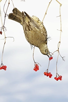 Mistle Thrush - feeding on Guelder Rose berries, winter Mistle Thrush - feeding on Guelder Rose berries, winter