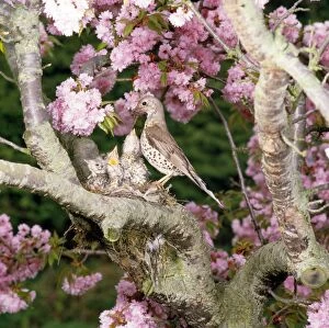 Mistle Thrush - at nest feeding young
