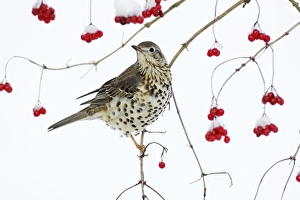 Mistle Thrush - perched on branch of Guelder Rose bush, winter Mistle Thrush - perched on branch of Guelder Rose bush, winter